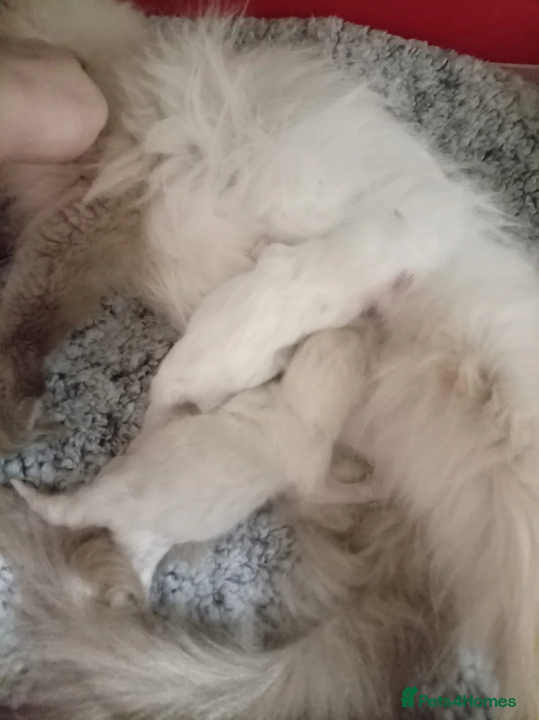 Ragdoll cats for sale: GCCF reg champion bred Ragdoll kittens  - Advert 2