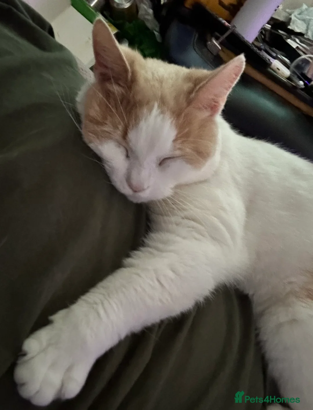 Mixed Breed cats for sale: Shae - Sweet and Lovely Cat for rehoming - Advert 3