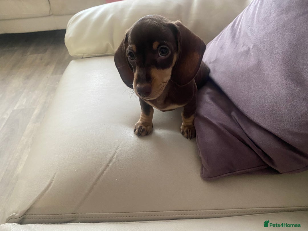 Dachshund dogs for sale: Minature Dachsund - Image 3