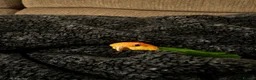 Parrots birds for sale: Caique (Orange-Headed) Parrot - Advert 5