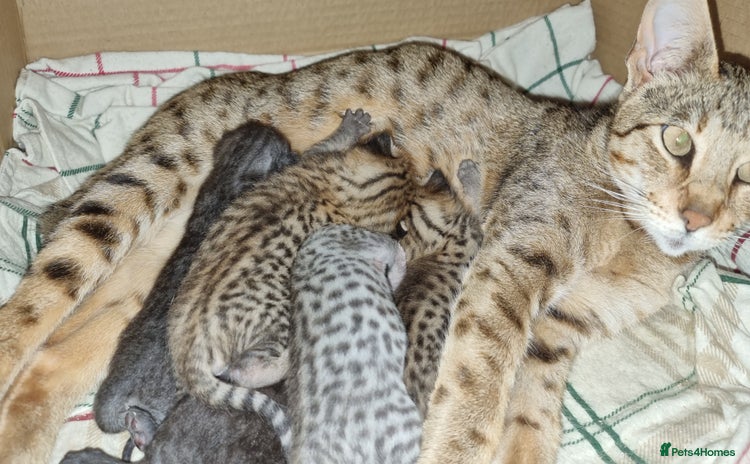 Savannah cats - Advert 1