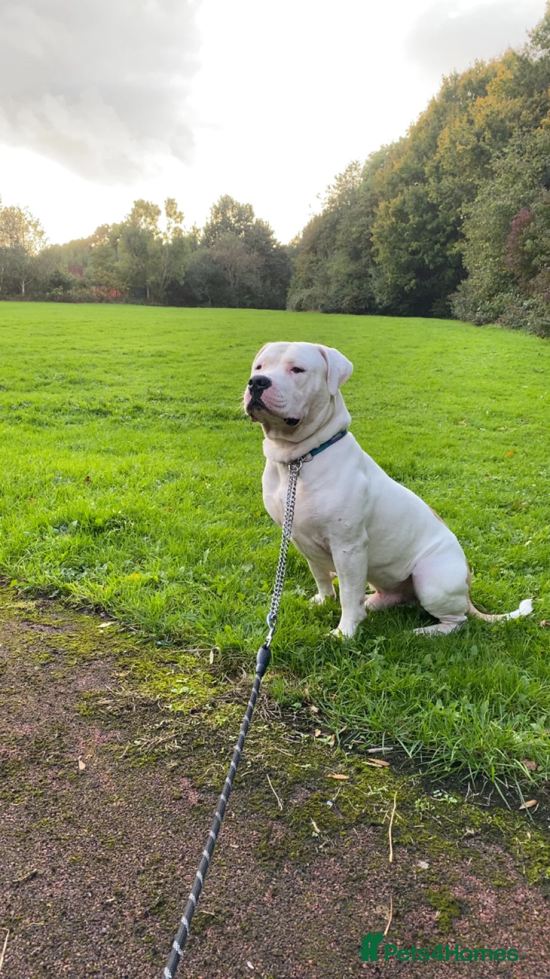American Bulldog dogs for stud: Bruce the American bulldog - Advert 4