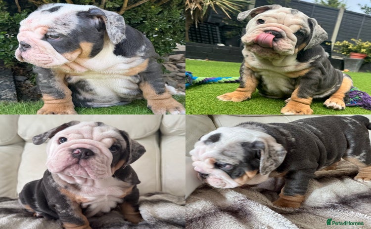 English Bulldog dogs - Advert 2