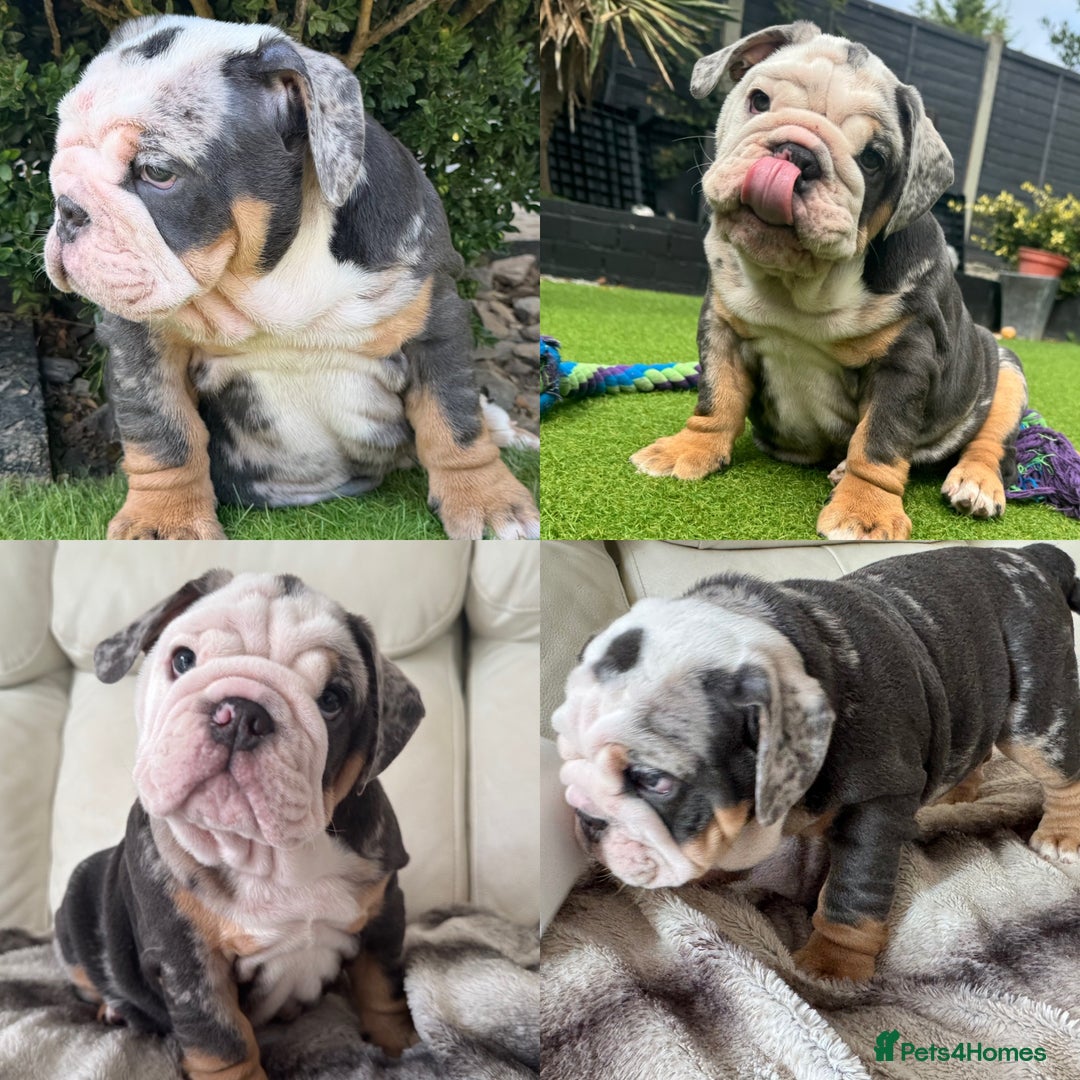 English Bulldog dogs for sale: REDUCED READY NOW last girl health tested Bulldogs - Image 3