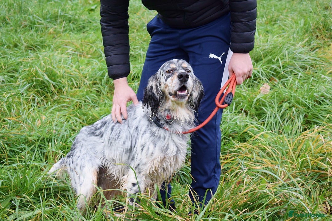 English Setter dogs for adoption: Iro   - Advert 7