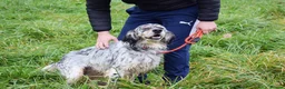 English Setter dogs for adoption: Iro   - Advert 7