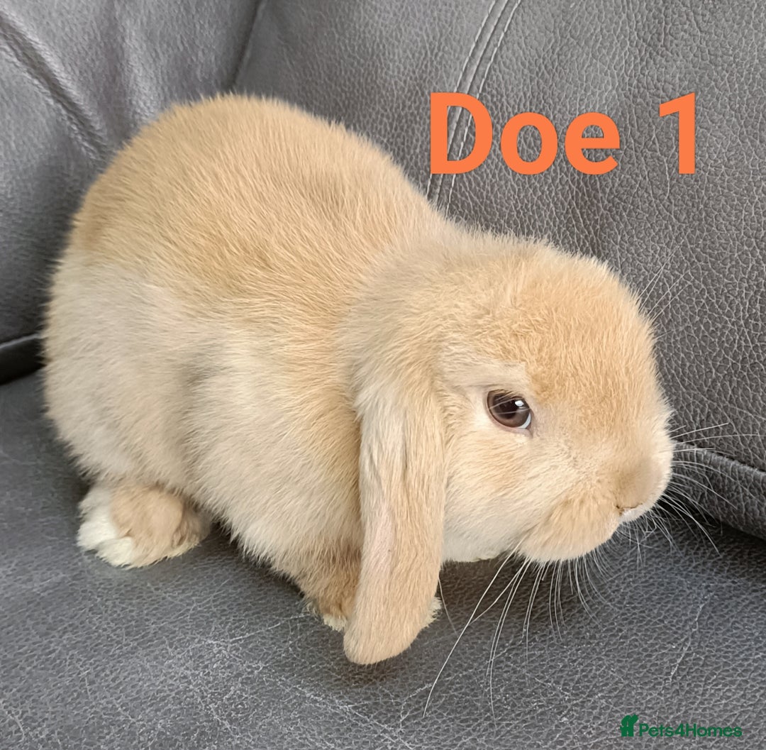 Mini Lop rabbits for sale: 🐰Beautiful mixed litter of Plush x Mini Lop kits - Image 14