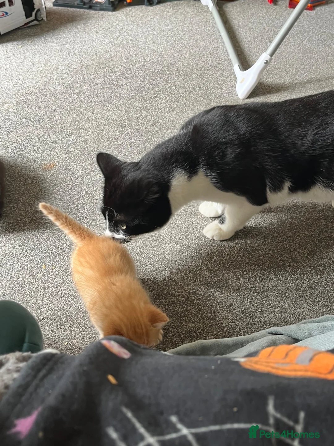 Mixed Breed cats for sale: Beautiful Maine Coon Mix Kittens - Advert 9