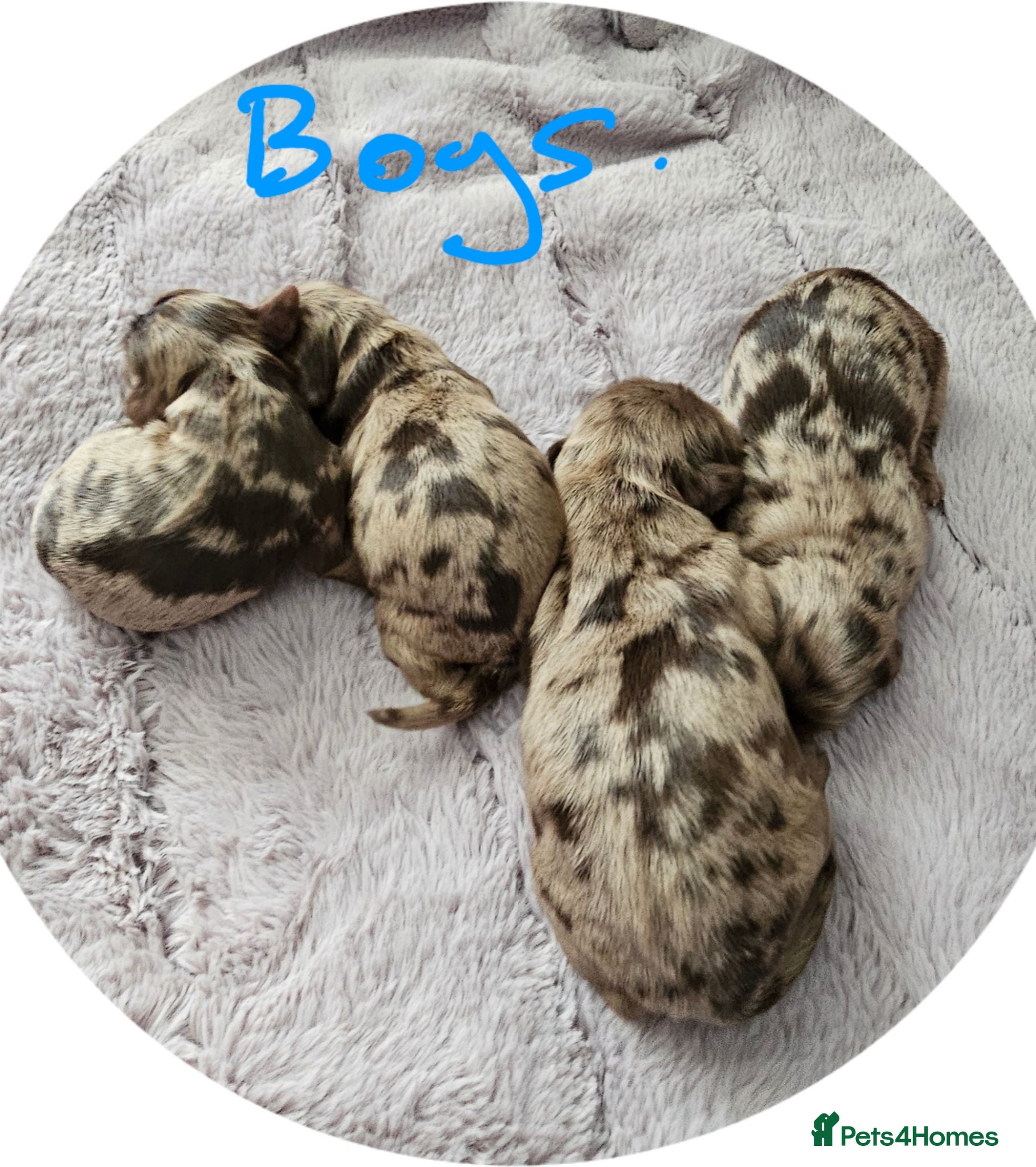 Cockapoo dogs Stunning litter of chocolate merle cockapoos - Advert 2