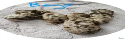 Cockapoo dogs for sale: Stunning litter of chocolate merle cockapoos - Advert 2