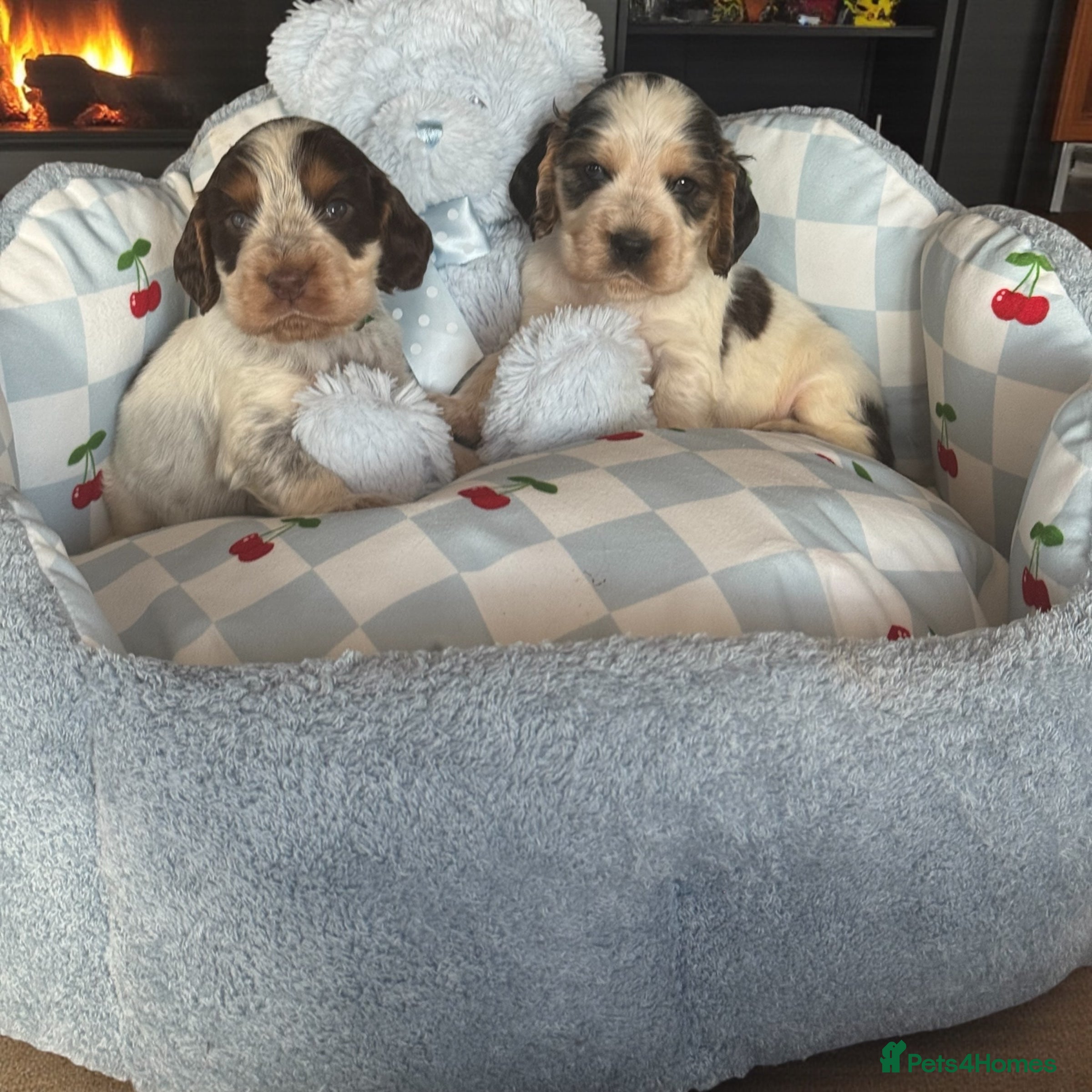 Cocker Spaniel dogs 4 gorgeous show type cocker spaniel dna clear  - Advert 6