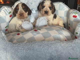 Cocker Spaniel dogs 4 gorgeous show type cocker spaniel dna clear - Advert 2