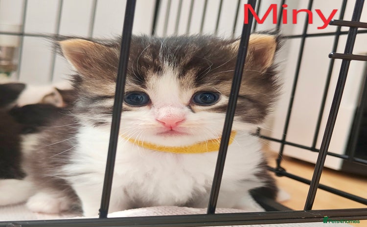 Mixed Breed cats - Advert 5