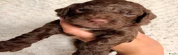 Cockapoo dogs for sale: F1b Cockapoos. Both Parents Health Tested  - Advert 10