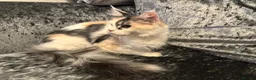 Maine Coon cats for sale: Female Calio mainecoon  - Advert 4