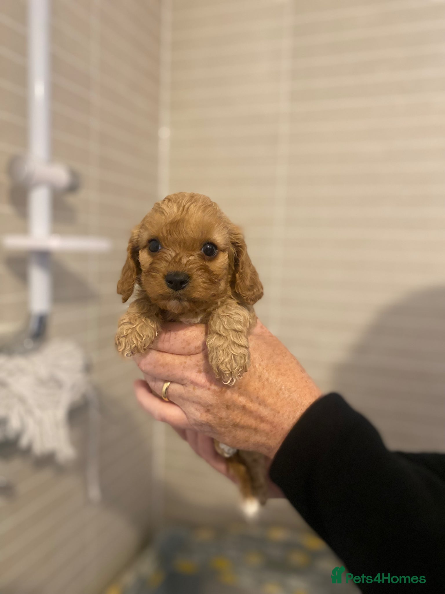 Cavapoo dogs Cavapoo pupies🐶❗️LAST BOY REMAINING❗️ - Advert 5
