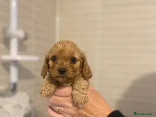 Cavapoo dogs Cavapoo pupies🐶❗️LAST BOY REMAINING❗️ - Advert 10