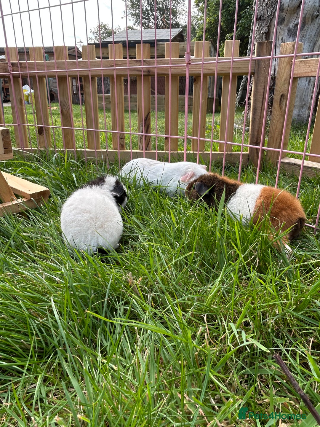 Guinea Pig rodents for sale: Pure teddy bear and other baby guinea pigs - Image 5