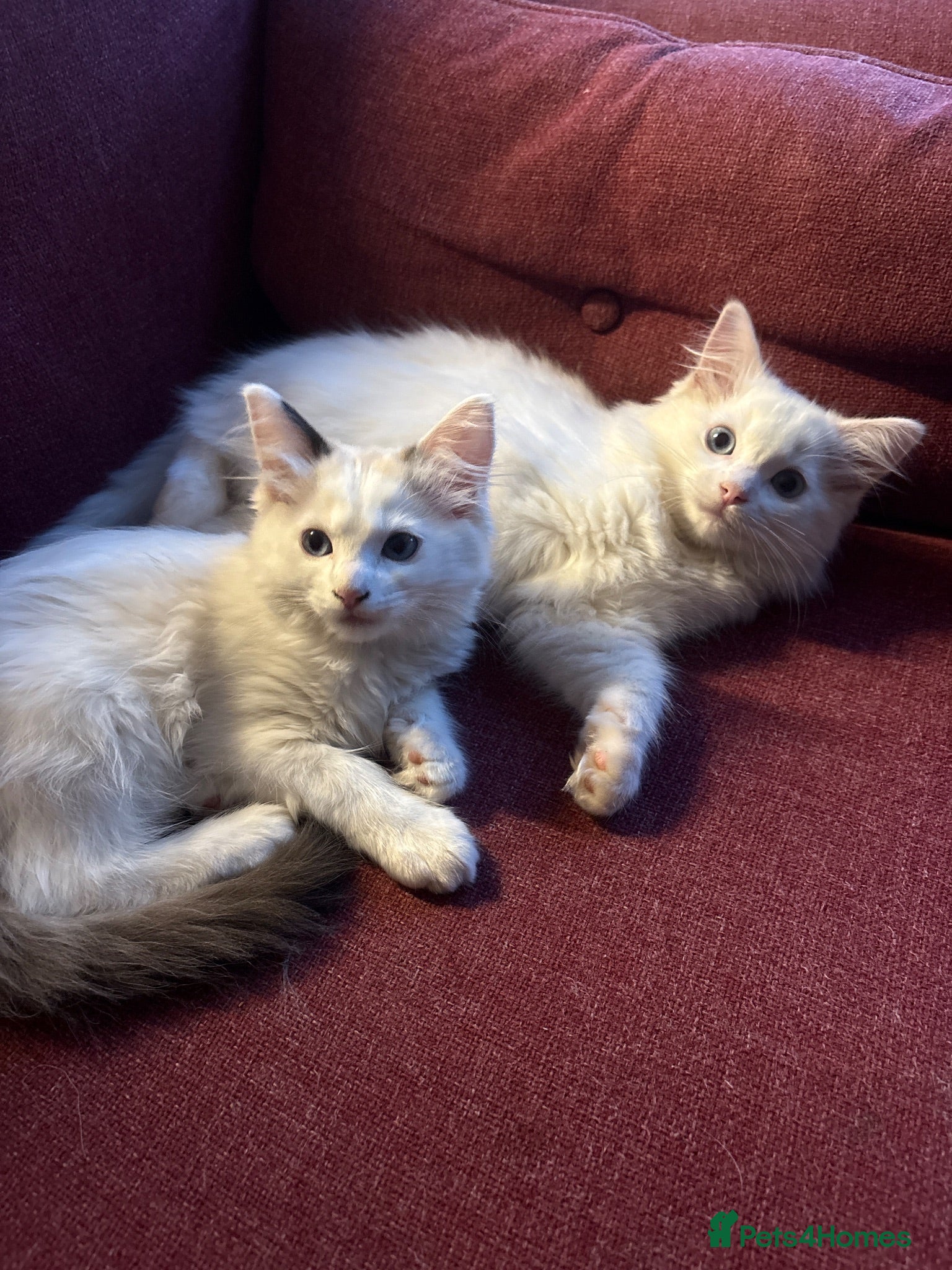 Ragdoll cats REDUCED Needing their forever home Ragdoll Kittens - Advert 1