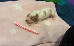 Cocker Spaniel dogs for sale: KC Registered Cocker Spaniel Puppies  - Image 5