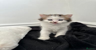 Mixed Breed cats - Advert 3