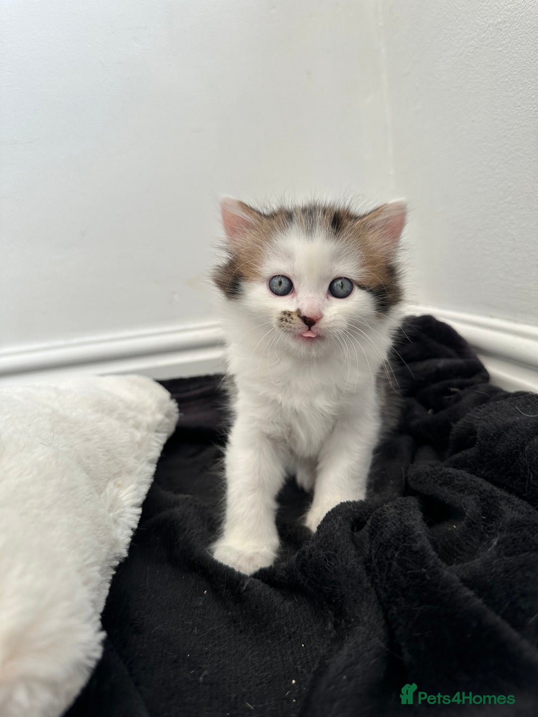 Mixed Breed cats for sale: Adorable mixed breed kittens for sale  - Image 2