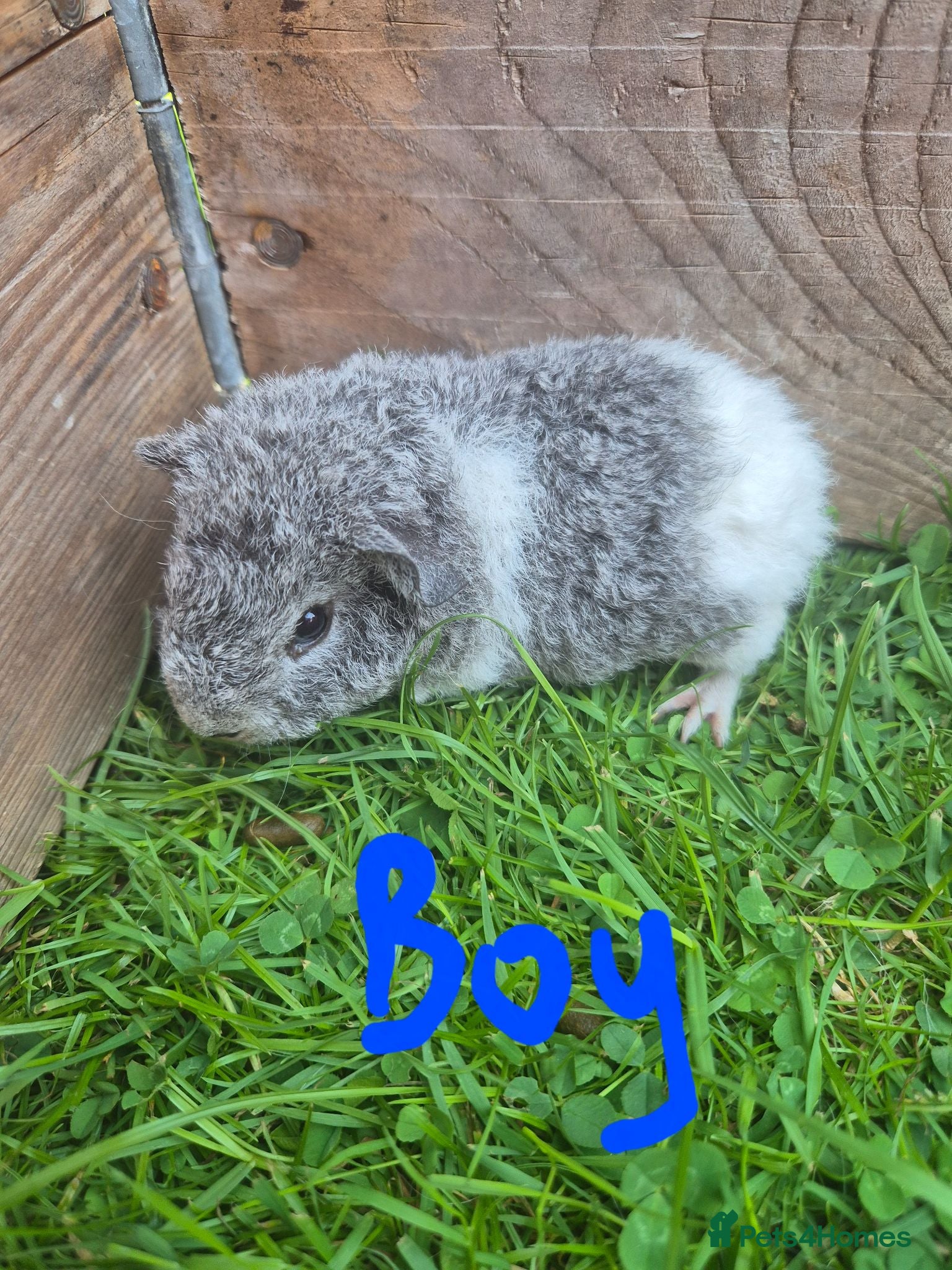 Guinea Pig rodents Teddy guinea pigs  - Advert 1