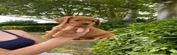 Cocker Spaniel dogs for sale: OFTW Kc working cocker spaniel pups  - Advert 18
