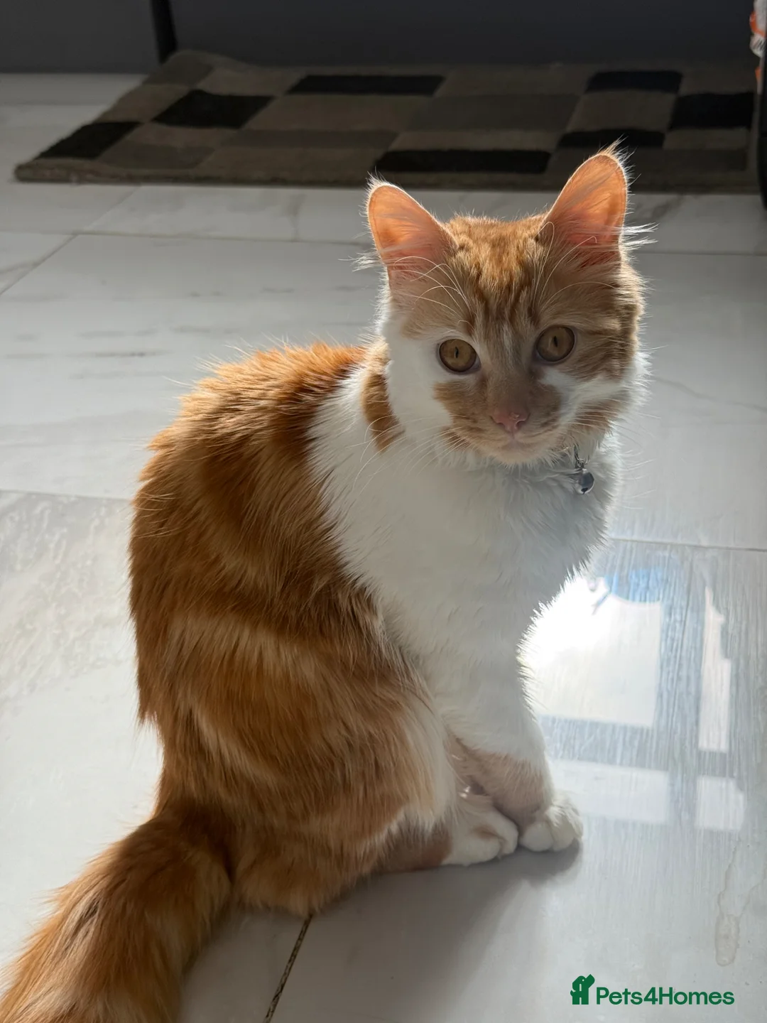 Mixed Breed cats for sale: Fluffy cat in Wednesbury - Advert 1