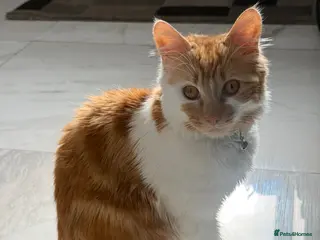 Mixed Breed cats Fluffy cat - Advert 2