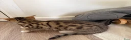 Mixed Breed cats for sale: Kittens available now  - Advert 6