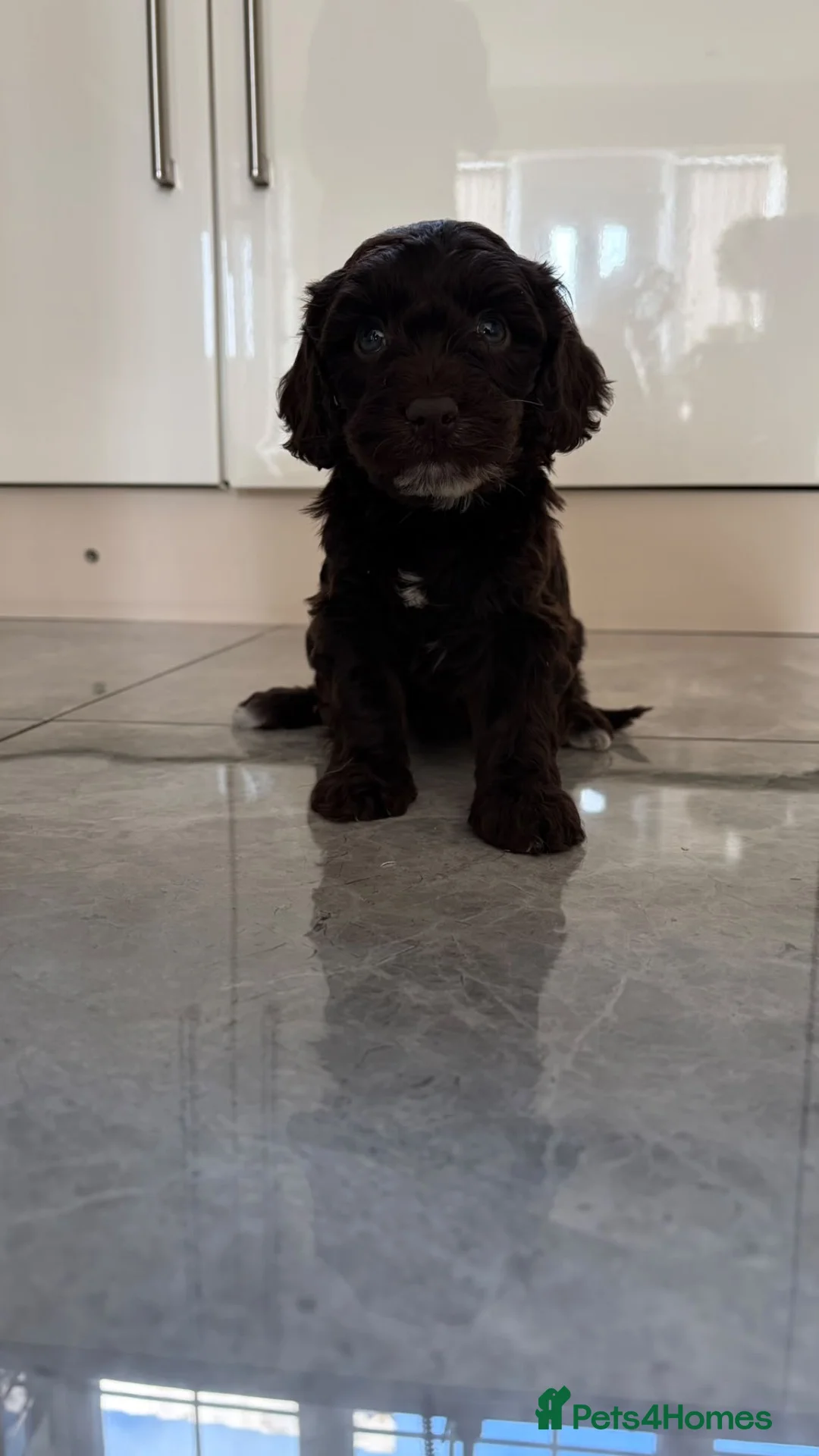 Cockapoo dogs for sale: Cocker poo puppies for sale  in Basildon - Advert 14