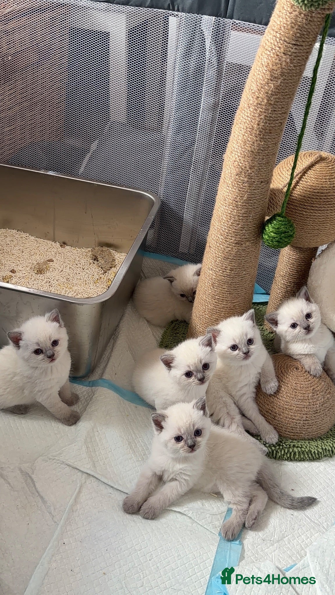 Mixed Breed cats Beautiful Ragdoll x British Shorthair Kittens - Advert 1
