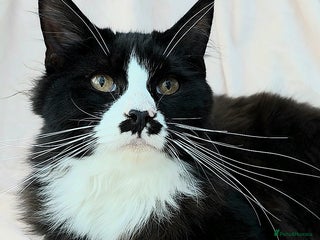 Mixed Breed cats - Advert 35