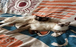 Ragdoll cats for sale: Beautiful pure breed Ragdoll kittens  - Advert 6