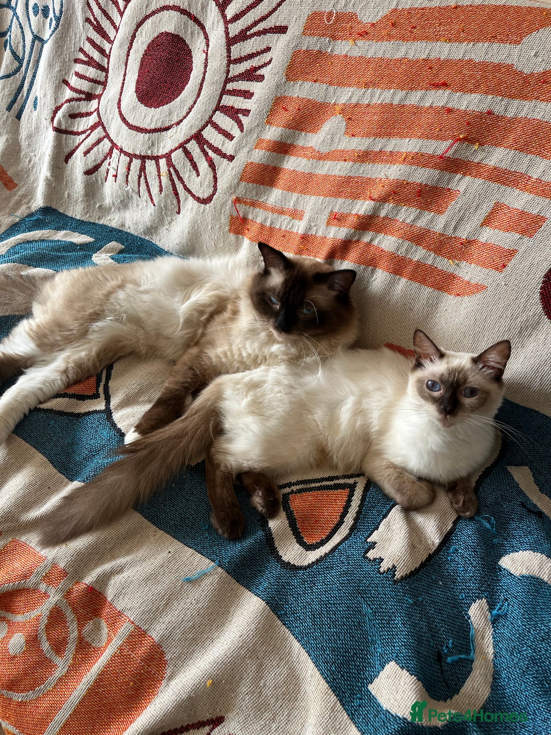 Ragdoll cats for sale: Beautiful pure breed Ragdoll kittens  - Advert 6