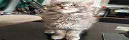 Maine Coon cats for sale: Ready to go on 13/8 XL Maine coons  - Advert 10