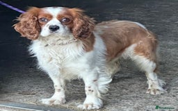 Cavapoo dogs for sale: Stunning F1b Deep Fox Red Toy cavapoos - Image 19