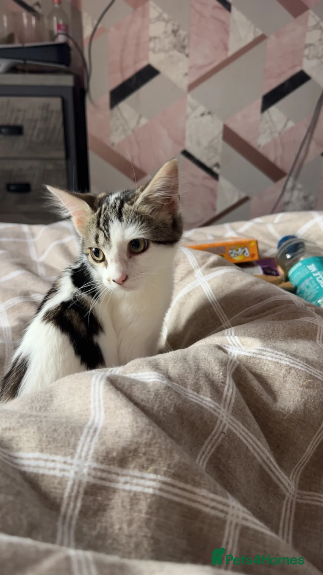 British Longhair cats for sale: 13 week old female long haired kitten in Holmfirth - Advert 2