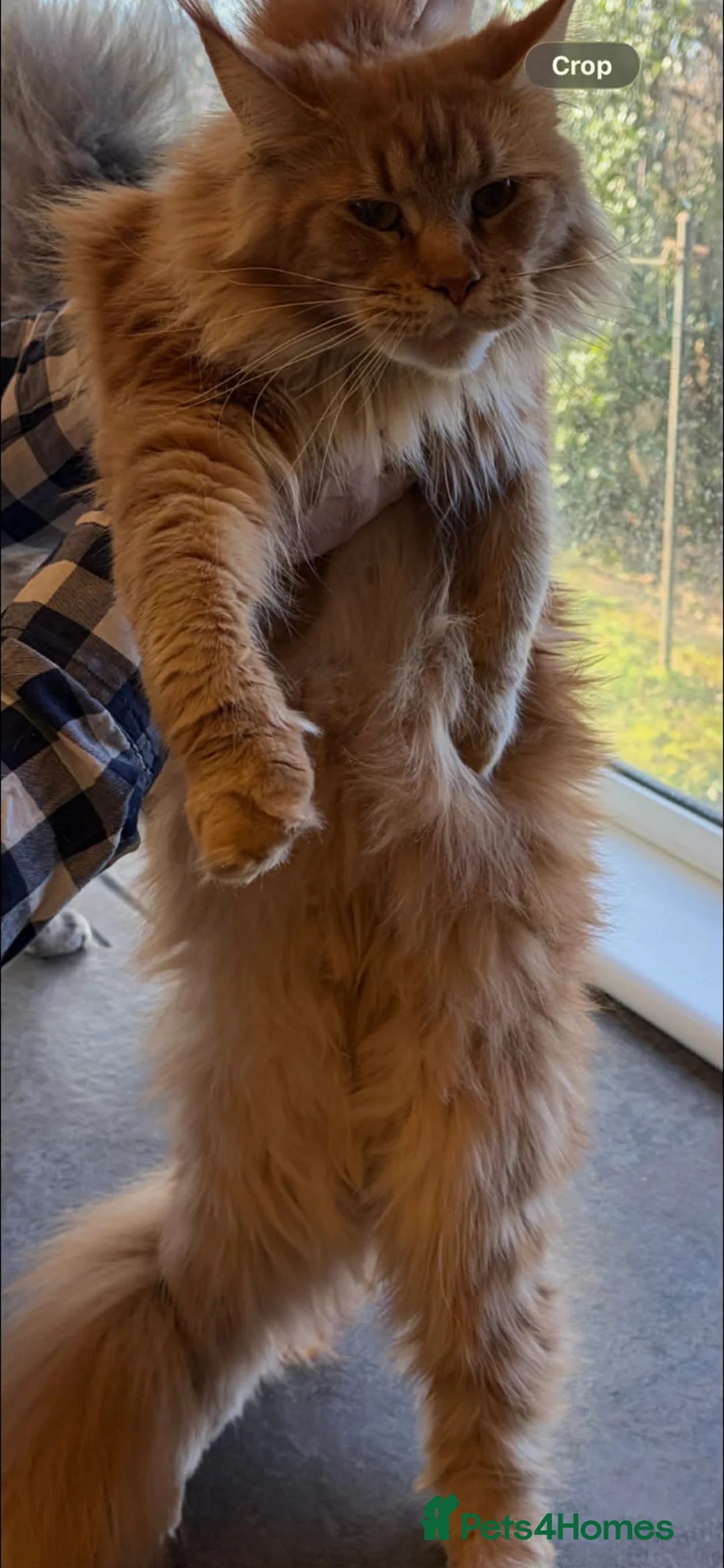 Maine Coon cats for sale: Studs and Queens  in Dumbarton - Advert 4