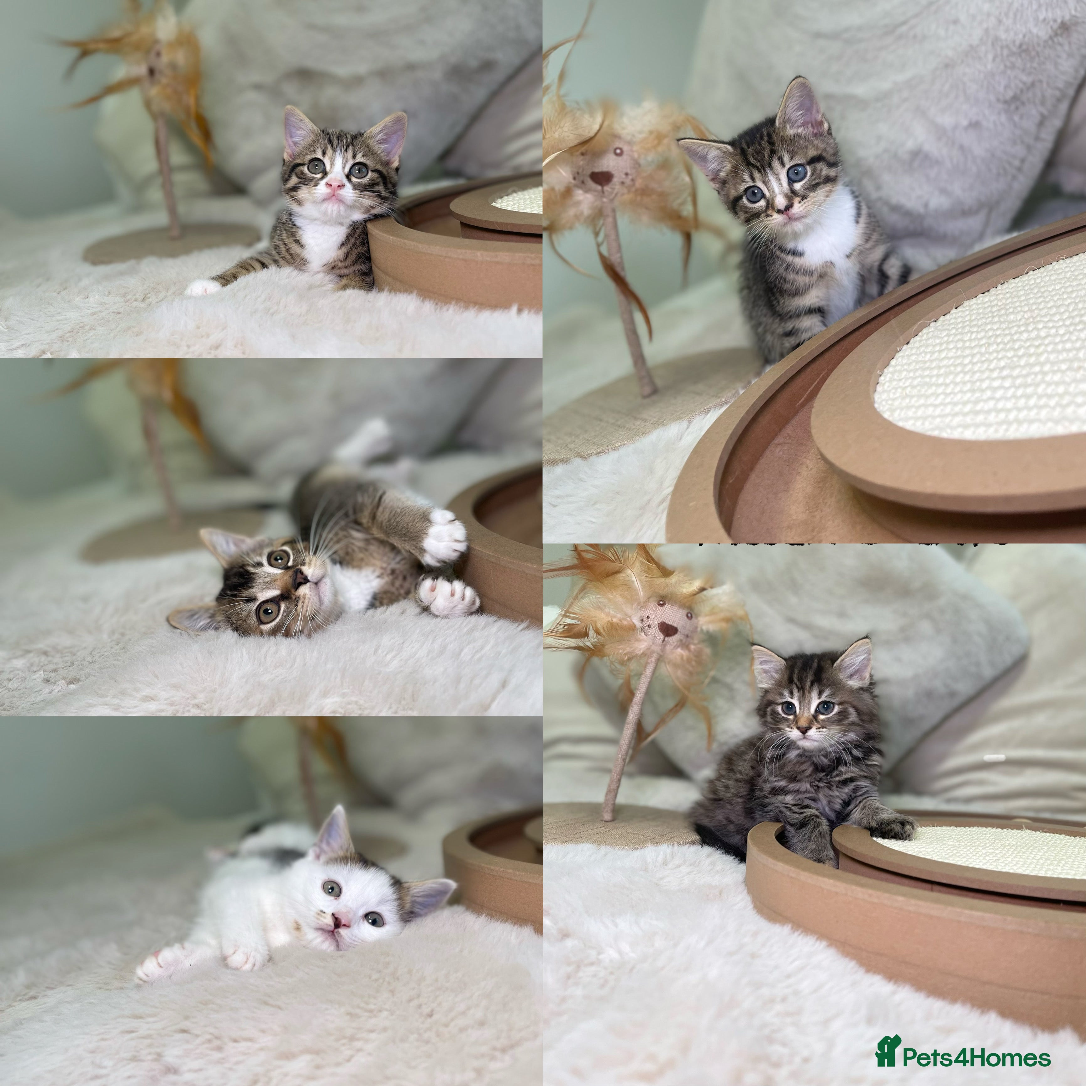 Mixed Breed cats Beautiful kittens 8 weeks old ready now  - Advert 11