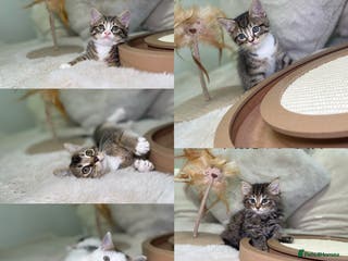 Mixed Breed cats Beautiful kittens 8 weeks old ready now - Advert 11