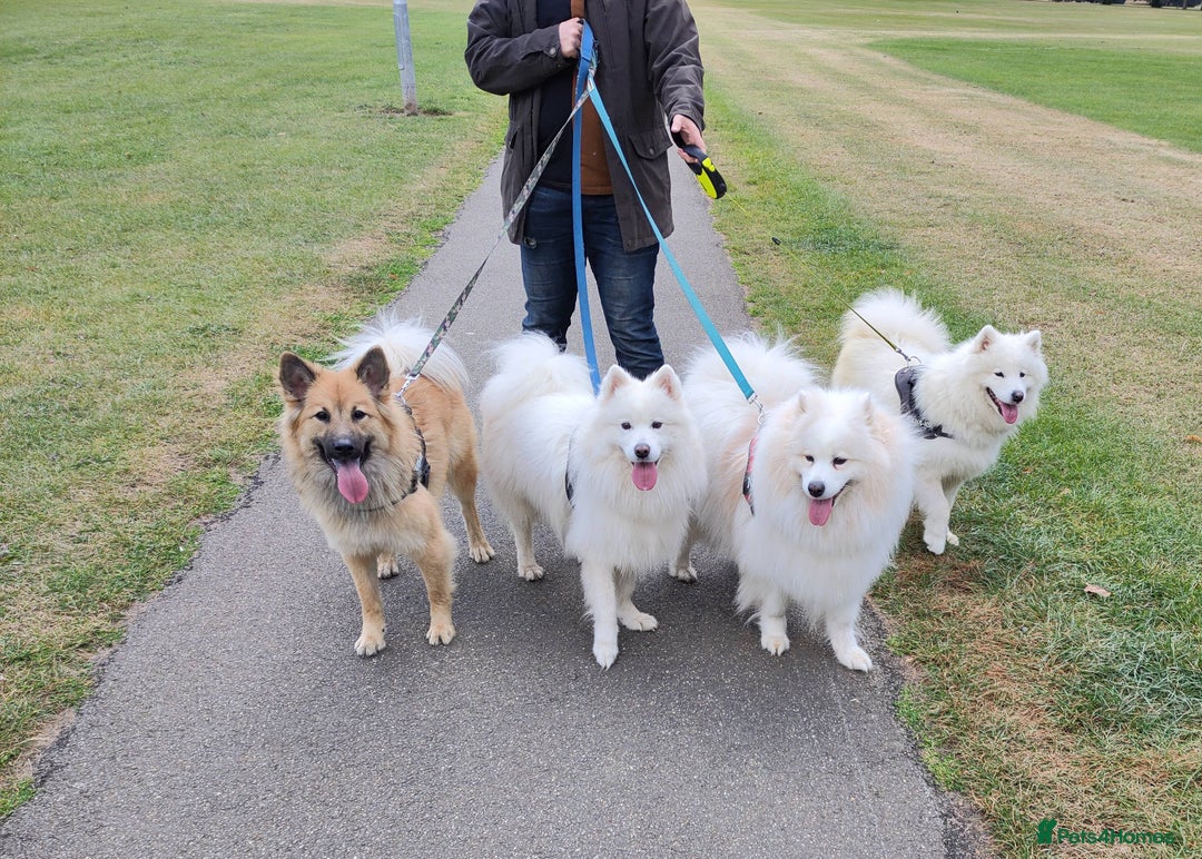 Eurasier dogs for sale: Eurasier Puppies KC Registered in Northampton - Image 19