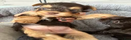 Yorkshire Terrier dogs for sale: Beautiful chocolate Biwer Yorkshire Terrier pupp  - Advert 12