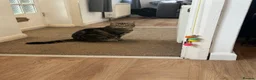 Domestic Shorthair cats for sale: A 4 year old female Domestic shorthair  - Advert 4