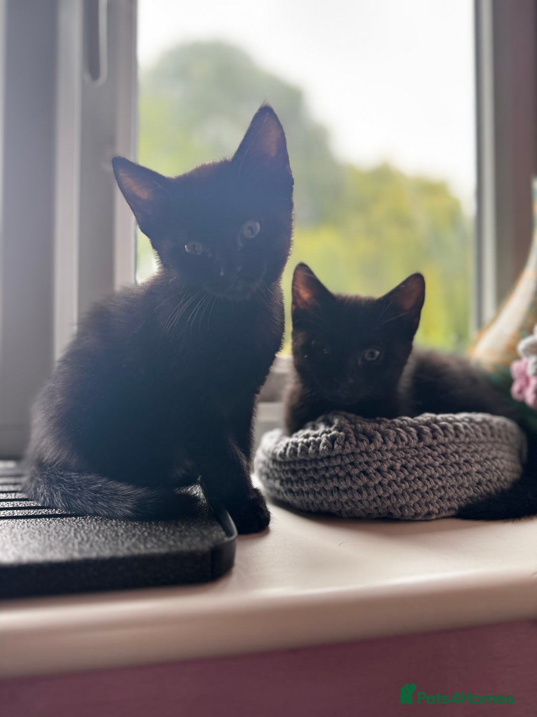 Domestic Shorthair cats for sale: Sweet Black Kitten Ready for Forever Home 🐾 - Image 8