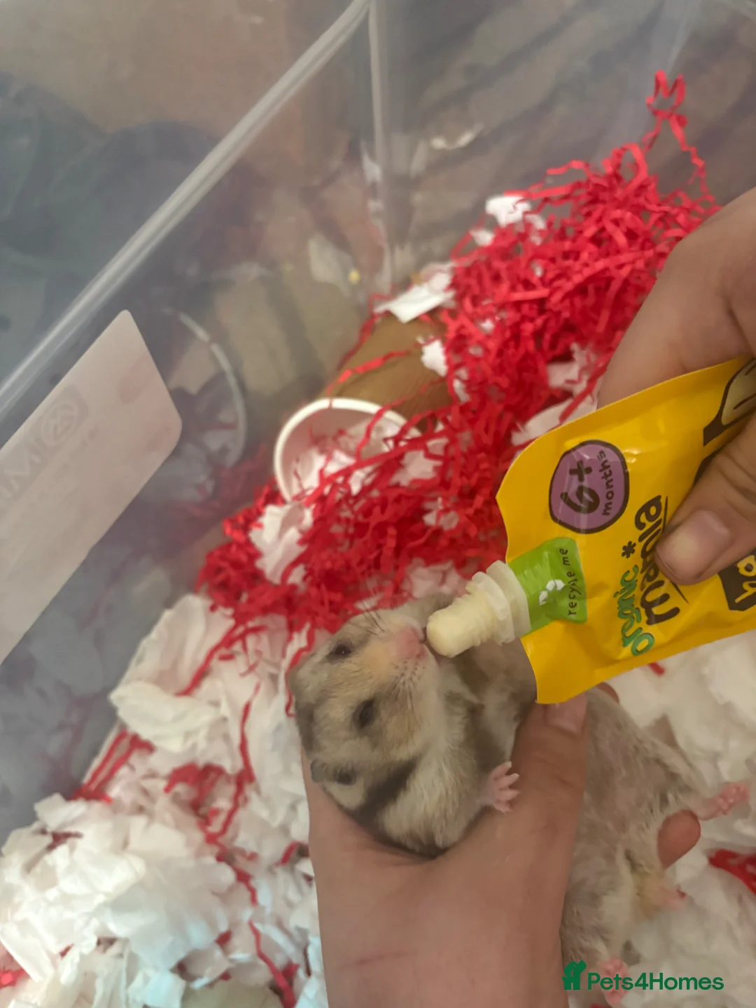 Hamster rodents for sale: Syrian hamster in London - Advert 3