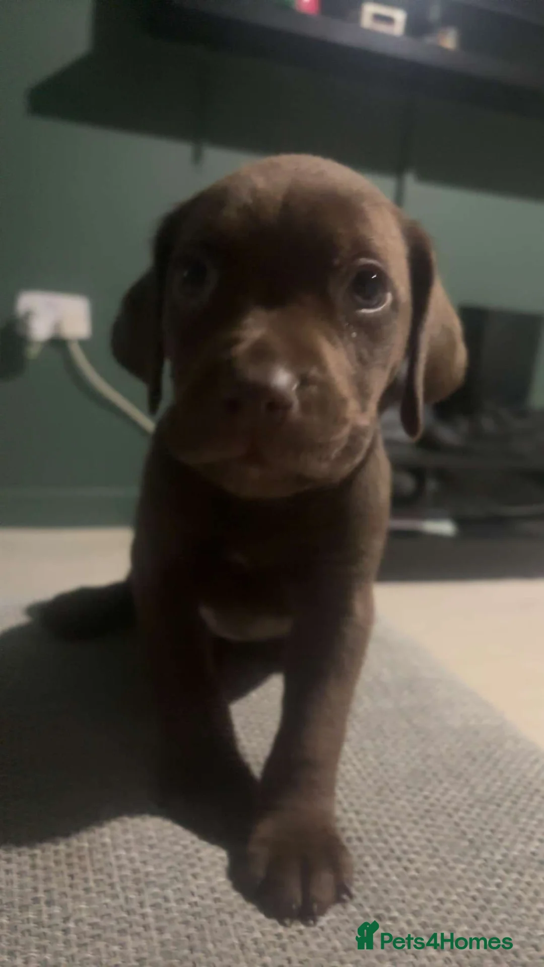 Mixed Breed dogs for sale: ‼️American bully x springer spaniel puppies ‼️  - Advert 30