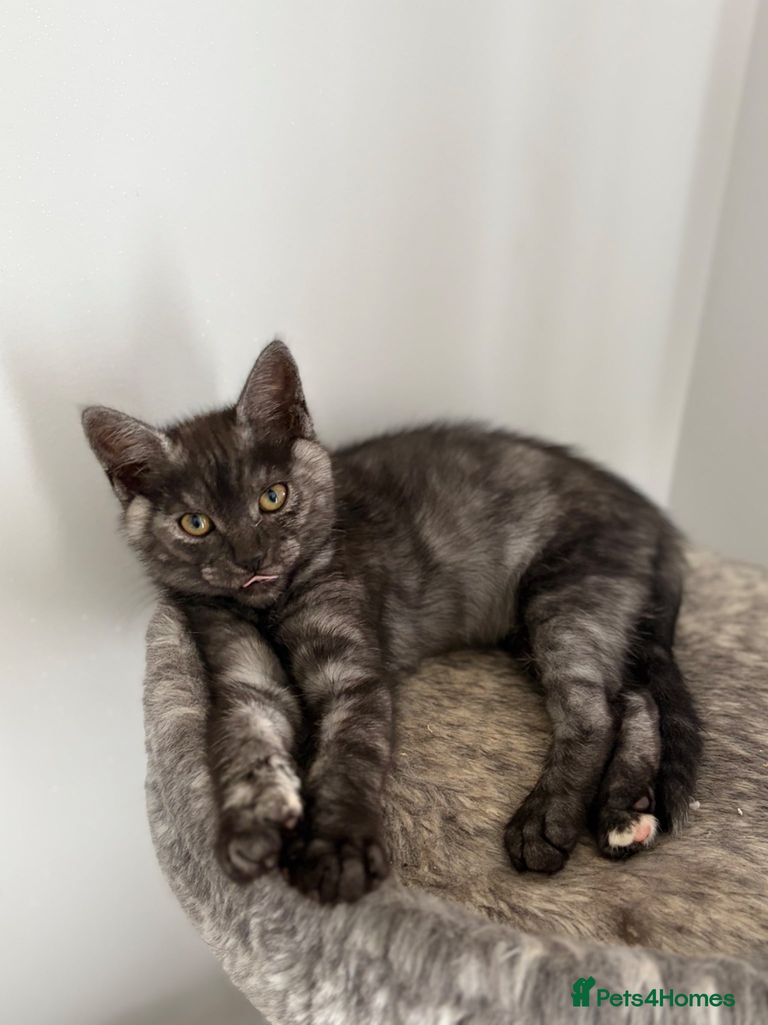 Mixed Breed cats Mainecoon cross kittens  - Advert 1