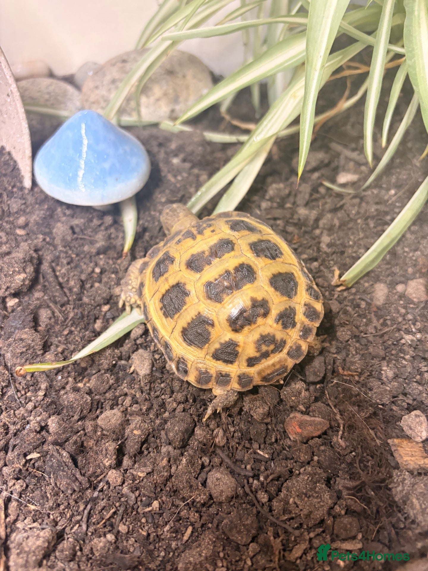 Tortoise reptiles Horsefield Tortoise - Advert 1